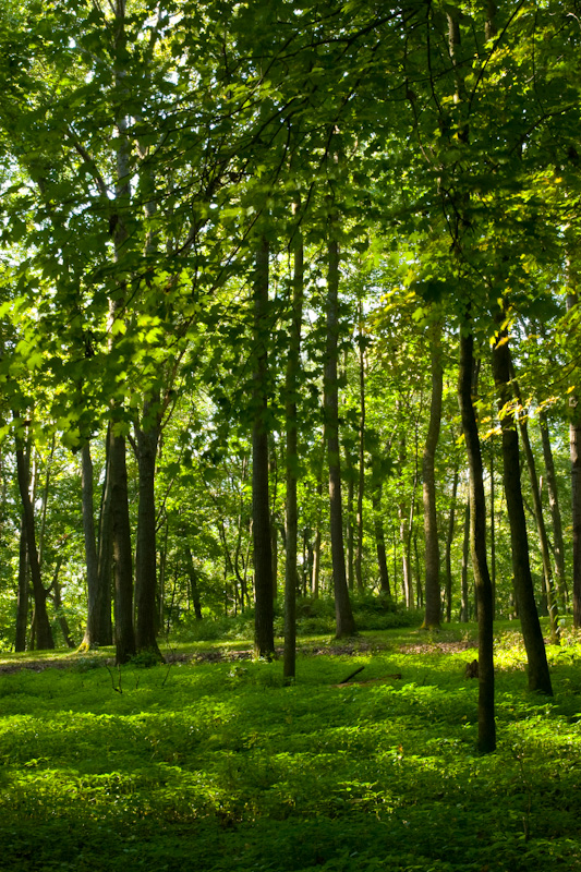 Black Oak Forest